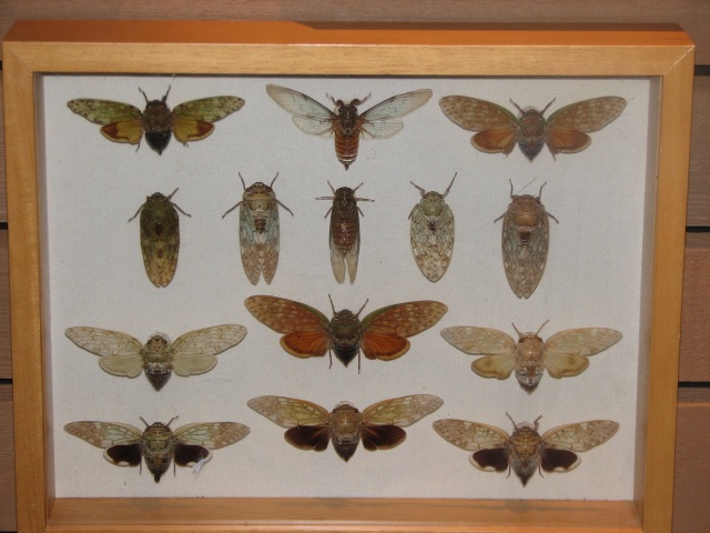 Cicadas. Lake County Forest Preserve outside of Chicago. Brood XIII. 2007.