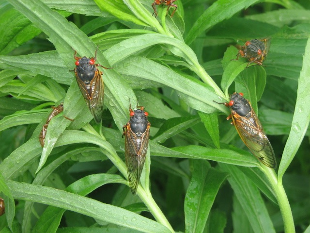 3 Magicicada. Magicicada. Lake County Forest Preserve outside of Chicago. Brood XIII. 2007.