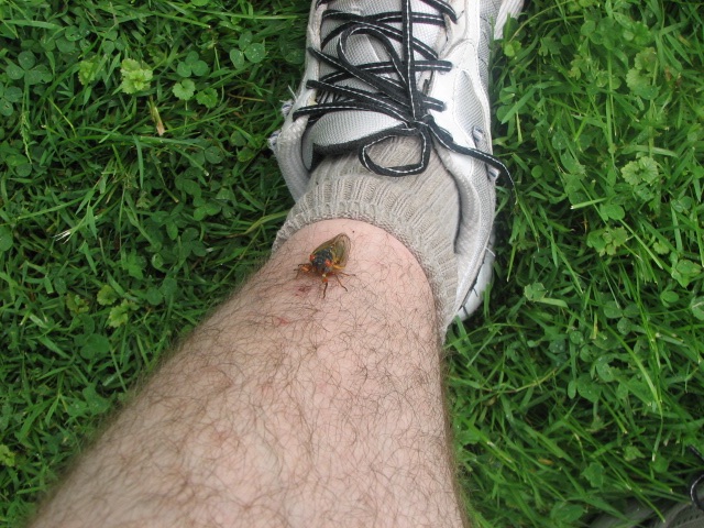 Cicada on a leg. Lake County Forest Preserve outside of Chicago. Brood XIII. 2007.