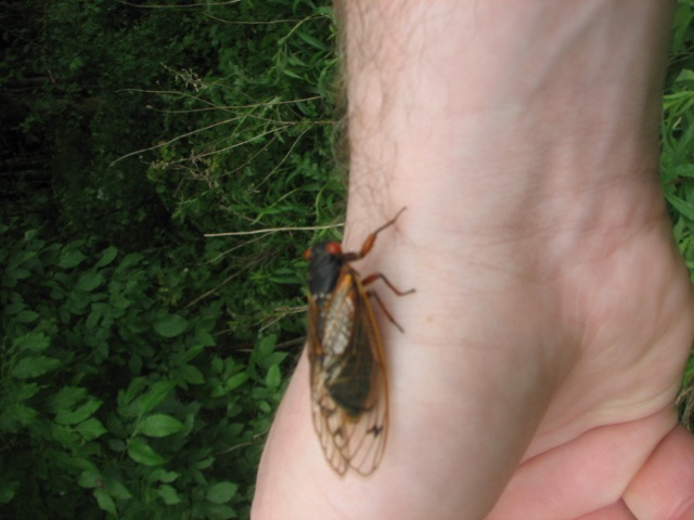 Cicada on a hand. Lake Count Forest Preserve outside of Chicago. Brood XIII. 2007.