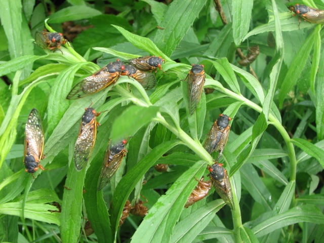 Many Magicicada. Lake County Forest Preserve outside of Chicago. Brood XIII. 2007.