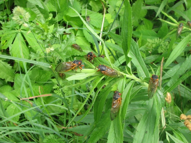 Many Magicicada. Lake County Forest Preserve outside of Chicago. Brood XIII. 2007.