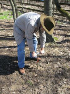 Gene Kritsky making a hole for a cicada thermometer