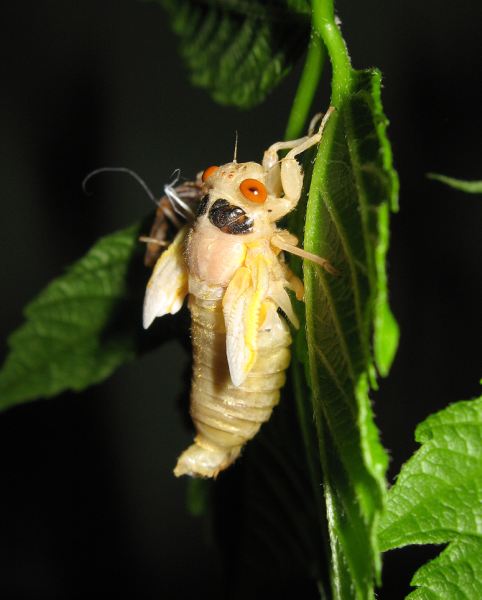 Molting magicicada. Magicicada with white eyes. Molting Magicicada. Roy Troutman. Brood XIV. 