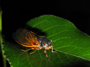 Magicicada with blue and red eyes