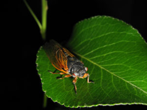 Magicicada with blue and red eyes