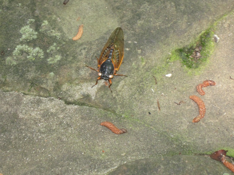 White-Eyed Magicicada found by Phyllis Rice of Poplar Bluff, MO. Brood XIX. 2011.