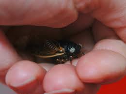 White Eyed cicada found by Melissa Ham in Nashville TN