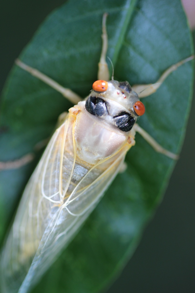 Teneral Magicicada