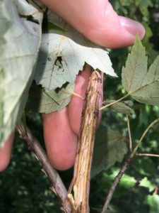Jim Thorpe Cicada Ovipositor Scars