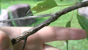 Jim Thorpe Magicicada septendecim 1st instar nymph