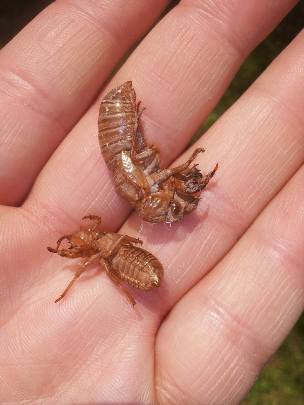 M. septendecim top and M cassini bottom exuvia in Colonia NJ