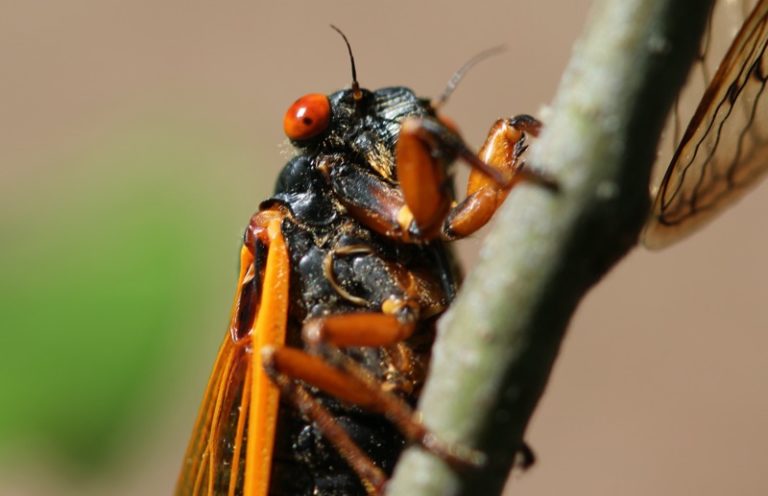 Brood II Emerging In New Jersey And New York – Cicada Mania - Foto 3