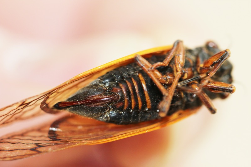 Magicicada septendecula female abdomen