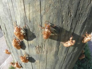 Magicicada Exuvia Metuchen NJ