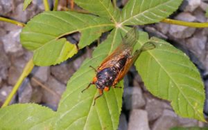 Magicicada adult