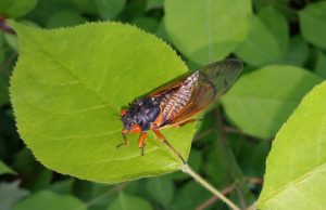 Magicicada adult
