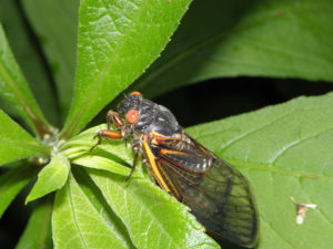 Magicicada adult