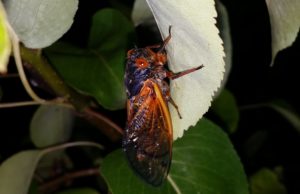 Magicicada adult hanging on leaf
