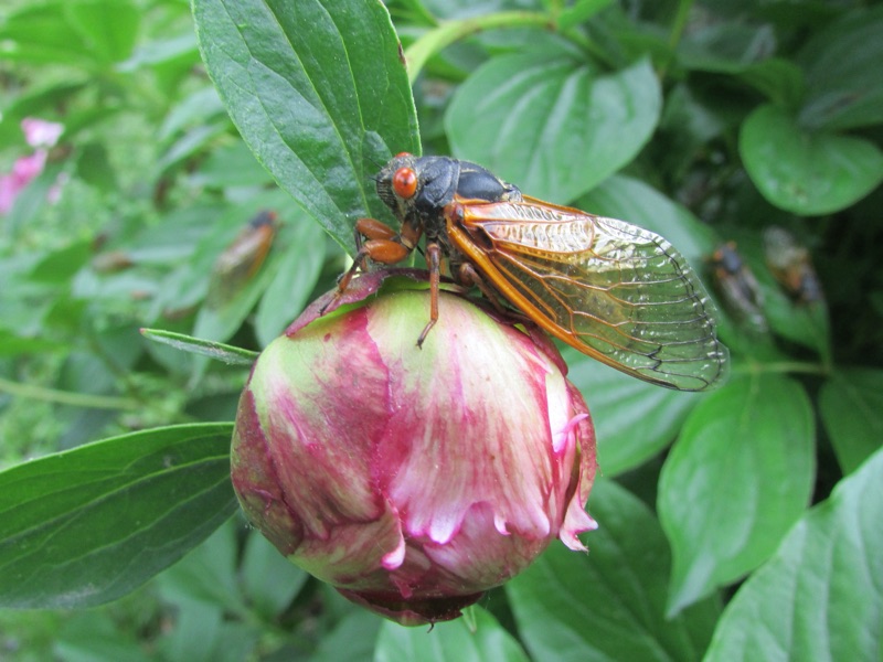 Magicicada cassini on flower in Malden on Hudson NY by Dani Siddle