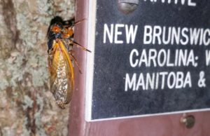 Magicicada cassini on tree plague