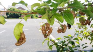 Magicicada exuvia hanging from leaves
