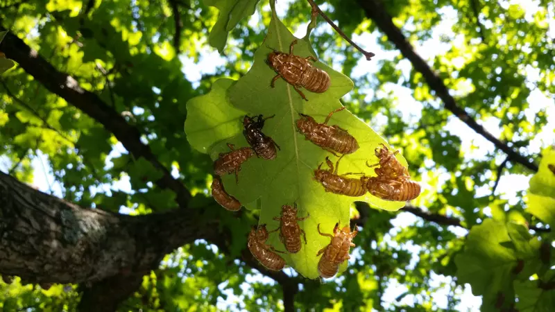 Magicicada exuvia on an oak leaf