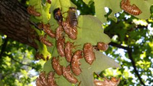 Magicicada exuvia on an oak leaf