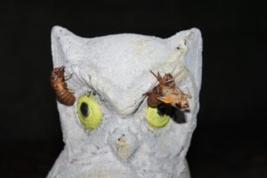 Magicicada nymph and teneral adult on an owl
