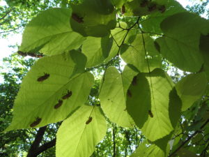 Magicicada on leaves