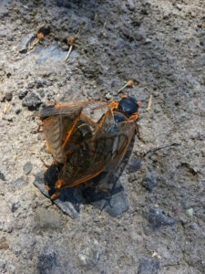 Mating Magicicada septendecim Brood VII 2018