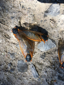 Mating Magicicada septendecim Brood VII 2018