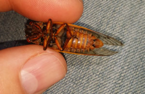 Magicicada septendecim abdomen 1