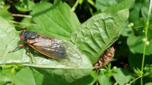 Magicicada septendecim on a leaf