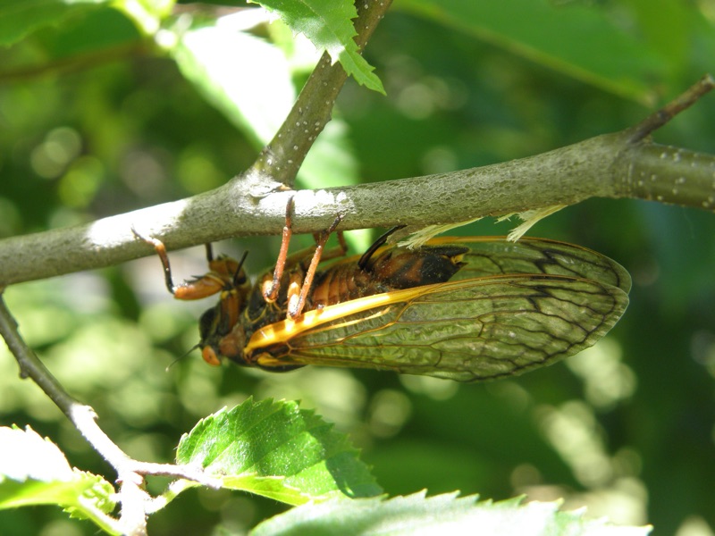 Magicicada septendecim laying eggs _ovipositing_ in Roosevelt Park in Edison NJ