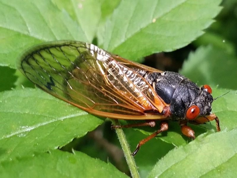 Magicicada tredecassini Ohio 2014