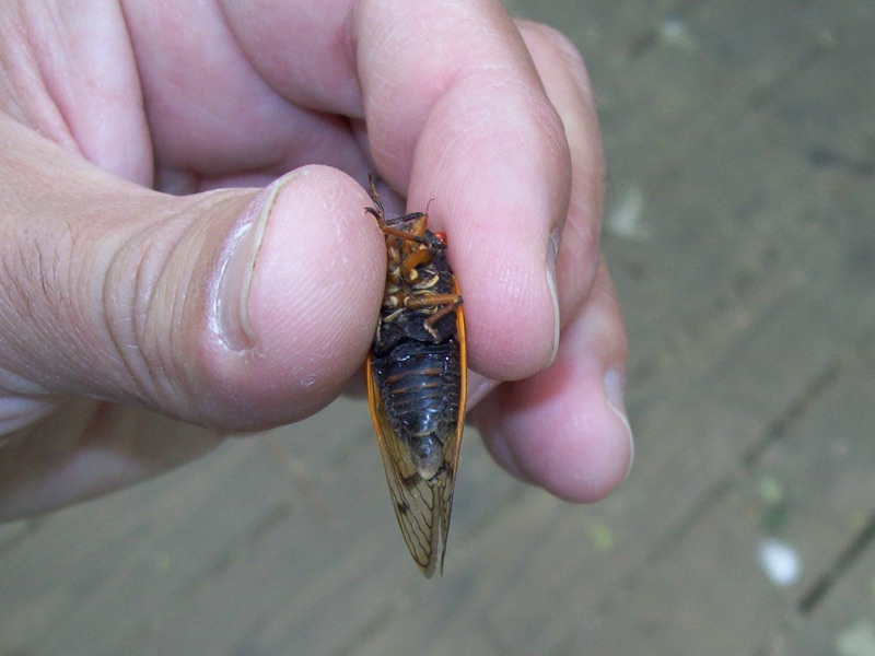 Magicicada tredecassini (abdomen), Lower McAlpine Greenway 051010 (by Lenny Lampel)