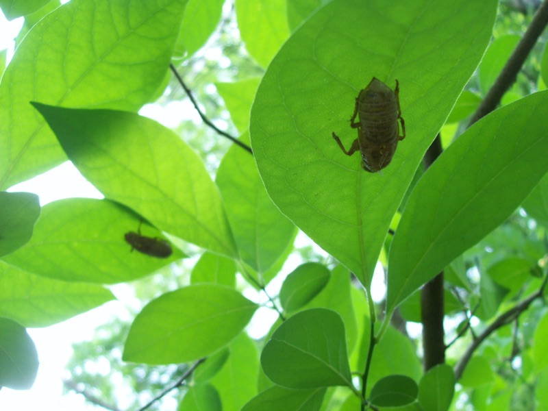 Magicicada tredecassini exuvia on spicebush, Lower McAlpine Greenway 051010 (by Lenny Lampel)