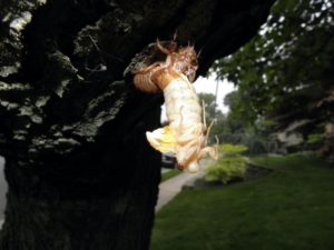 Magicicada undergoing ecdysis Metuchen NJ