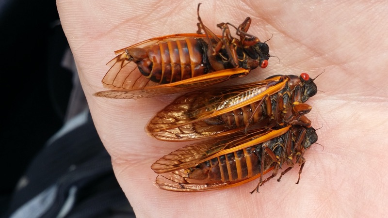 Male Female and Male Magicicada tredecim