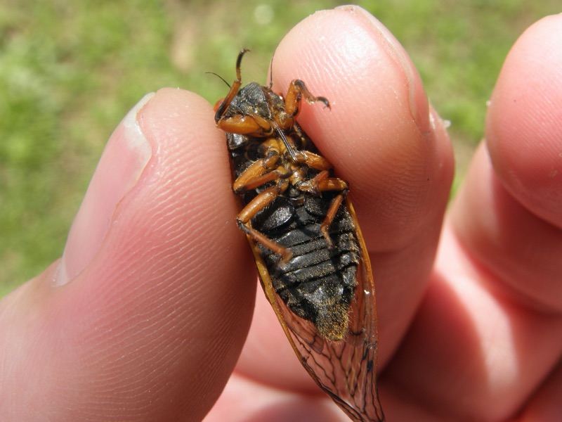 Male Magicicada cassini found in Merrill Park in Colonia NJ