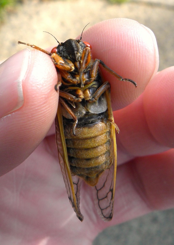 Male Magicicada septendecim Metuchen NJ. Abdomen