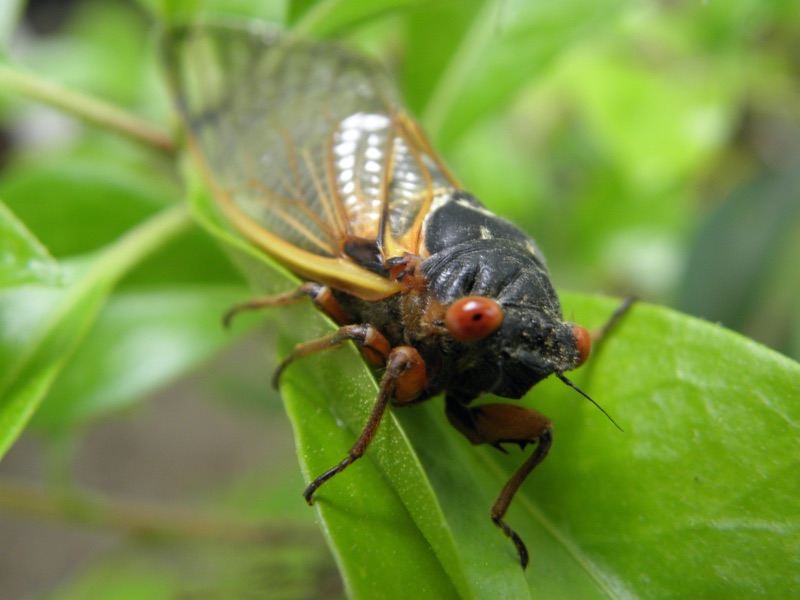 Male Magicicada septendecim Metuchen NJ