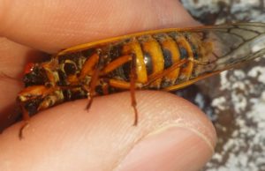 Male Magicicada septendecim abdomen