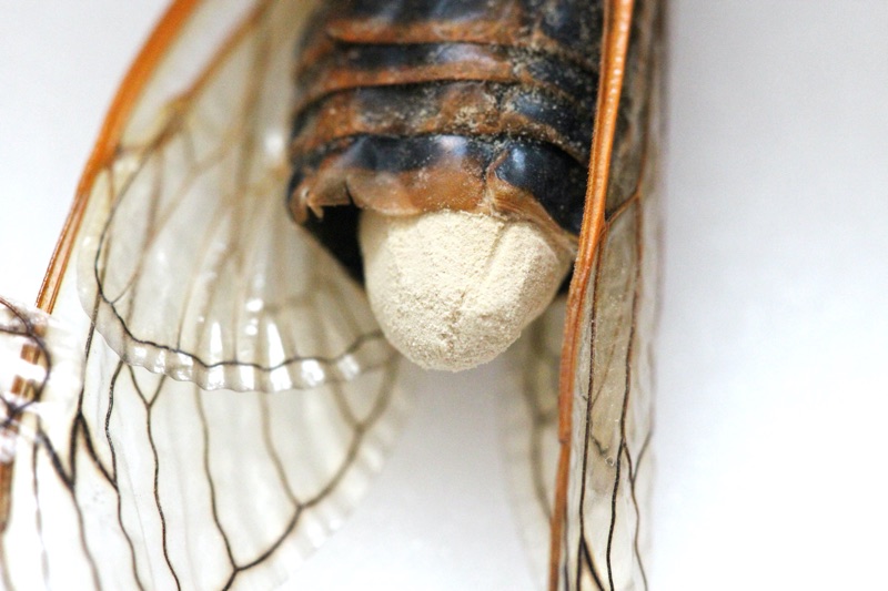 Male Magicicada septendecim infected with Massospora cicadina fungus