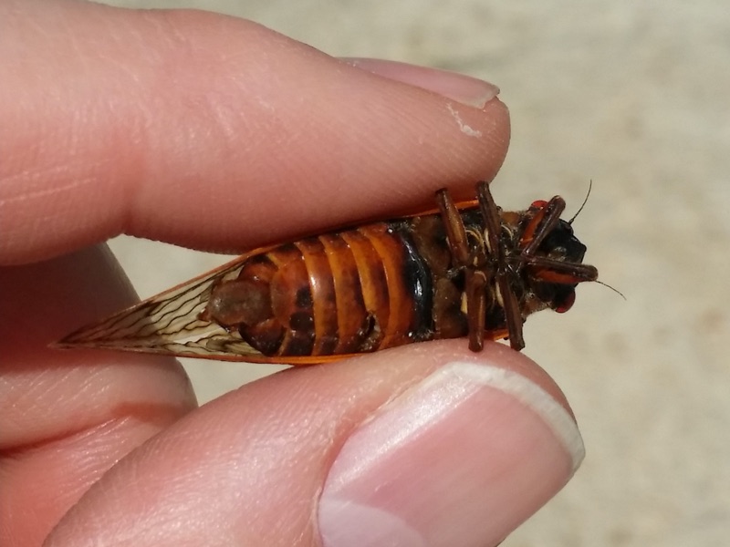 Male Magicicada tredecim in Mississippi