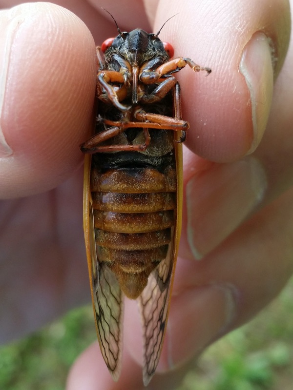 Male Magicicada tredecim