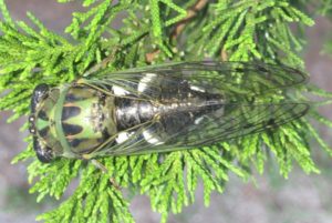 Male Neotibicen latifasciatus on cedar 2