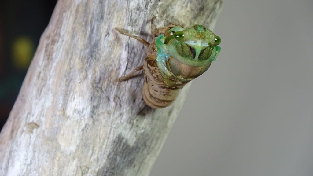 Male Neotibicen tibicen molting 02