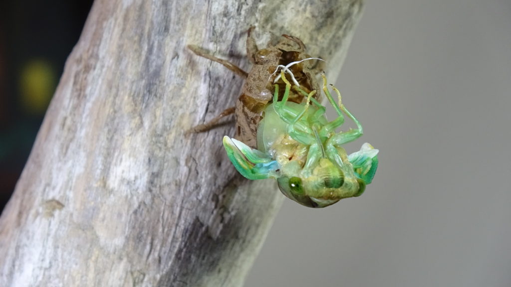 Male Neotibicen tibicen molting 03